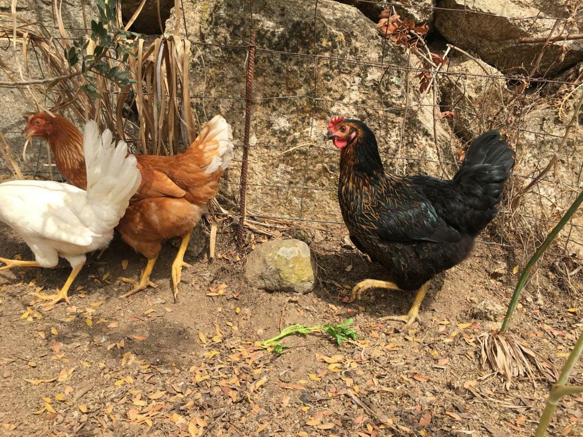 Anacleto Bed & Breakfast Bassacutena