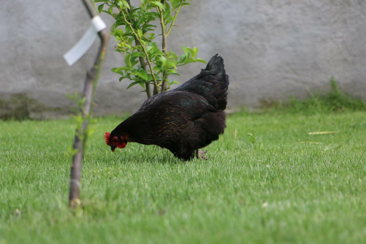 Anacleto Bed & Breakfast Bassacutena